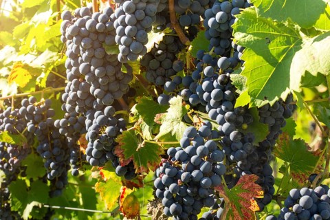 Ripe Dornfelder grapes in the Palatinate. The 2023 vintage is exceptionally good