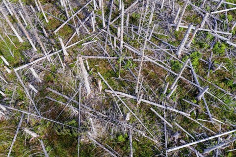 Aerial photo of dead spruces, due to infestation by bark beetles, Oderbrück, 19/07/2020