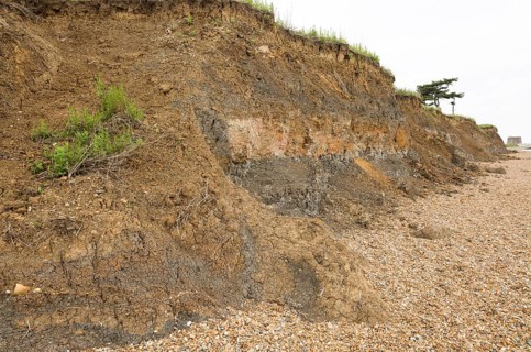 Mass movement collapse of soft clay sandy cliff, Bawdsey, Suffolk, England, UK Early Pleistocene