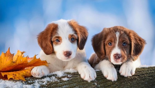 KI generated, dog, dogs, puppy, one, two, three, play, snow, winter, autumn leaves, blue sky,