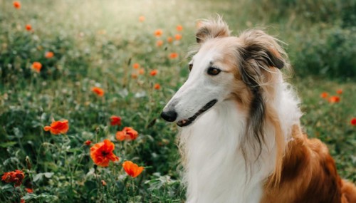 Pets, dog, borzoi, greyhound, recognised Russian dog breed, AI-generated, AI-generated, AI