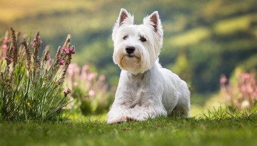 Pets, Dog, West Highland White Terrier, AI-generated, AI generated