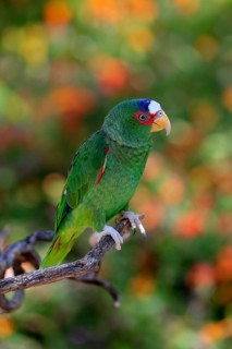 White-fronted amazon (Amazona albifrons), adult, in perch, Sonora Desert, Arizona, North America,