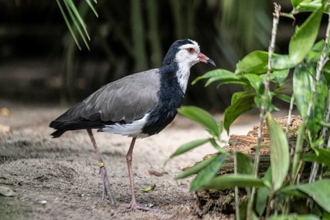 Long-toed Lapwing (Vanellus crassirostris), Walsrode Bird Park, Lower Saxony, Germany, Europe