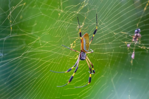 Golden silk spider (Trichonephila clavipes) in a spider web, El Arenal, Alajuela province, Costa