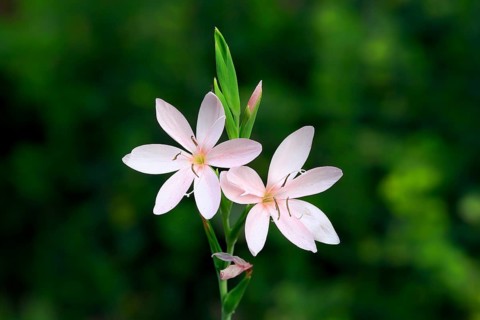 River lily (Hesperantha coccinea), flowering, blooming, at a pond, Elllerstadt, Germany, Europe