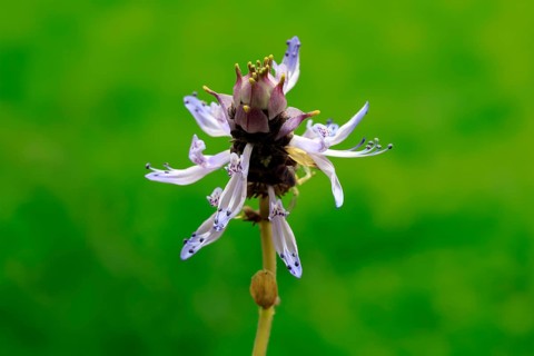 Piss-off plant (Plectranthus ornatus), cat repellent, flowering, Elllerstadt, Germany, Europe