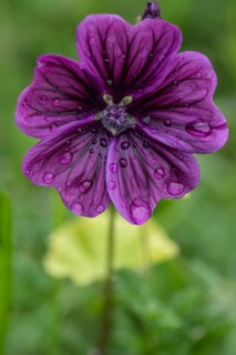 Mallow (Malva moschata), Emsland, Lower Saxony, Germany, Europe