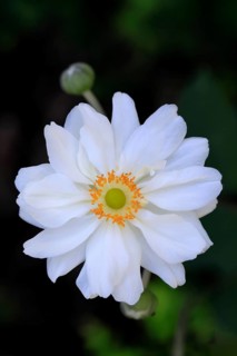Chinese anemone (Anemone hupehensis), flowering, flower, Ellerstadt, Germany, Europe