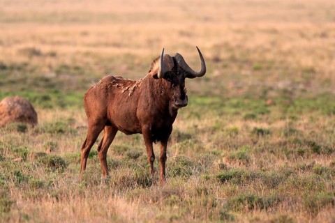 White-tailed wildebeest (Connochaetes gnou), adult, alert, Mountain Zebra National Park, Eastern