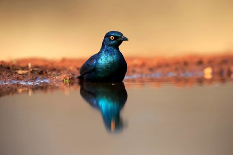 Red-shouldered Glossy Starling (Lamprotornis nitens), adult, in the water, bathing, Kruger National