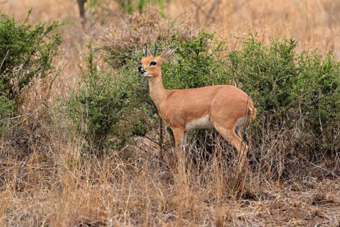 Steenbok (Raphicerus campestris), adult, male, feeding, vigilant, dwarf antelope, Kruger National
