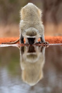 Vervet Monkey (Chlorocebus pygerythrus), adult, drinking, at the water, Kruger National Park,