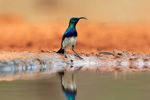 White-bellied Sunbird (Cinnyris talatala), adult, male, at the water, Kruger National Park, Kruger