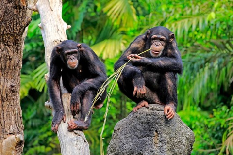 Chimpanzee (Pan troglodytes troglodytes), adult, two, used, tool, termite mound Africa
