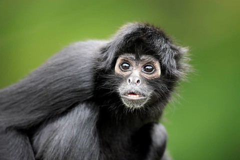 Brown-headed spider monkey, (Ateles fusciceps robustus), adult, portrait, attentive, South America