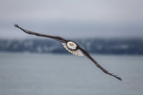 Bald eagle, Haliaeetus leucocephalus, flying, adult, winter, Homer, Alaska, USA, North America