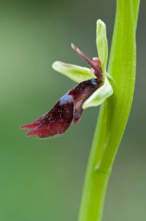 Fly orchid (Ophrys insectifera), Lower Saxony, Germany, Europe