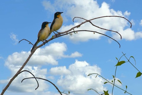 Couple of Black capped Donacobius, Donacobius atricapilla, Amazon Basin, Brazil, South America