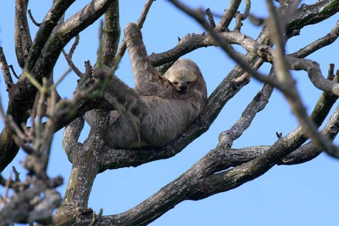 Brown throated Three toed Sloth, Bradypus variegatus, in a tree, Amazon basin, Brazil, South