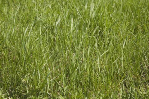 Close-up of neglected and in need of mowing Poa pratensis Kentucky bluegrass lawn in spring,