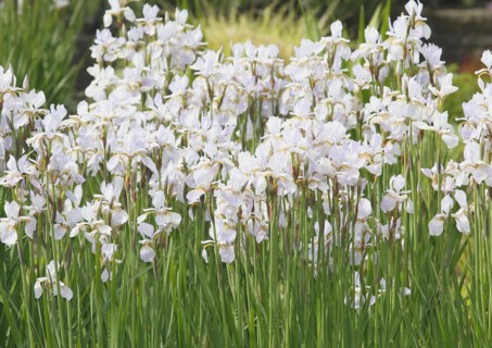 Siberian iris (Iris sibirica), flowers, North Rhine-Westphalia, Germany, Europe
