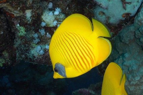 Bluecheek butterflyfish (Chaetodon semilarvatus), dive site Marsa Shona Reef, Egypt, Red Sea,