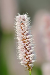 Meadow knotweed (Bistorta officinalis, Persicaria bistorta), inflorescence, North Rhine-Westphalia,