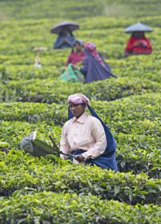 Indian tea picker on a tea plantation, Thekkady, Kerala, India, Asia