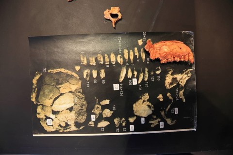 Addis Ababa, in the Ethnological Museum, illustration of Luci, Lucy refers to the partial skeleton