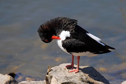 Oystercatcher (Haematopus ostralegus) standing on a stone and preening its feathers, plumage care,