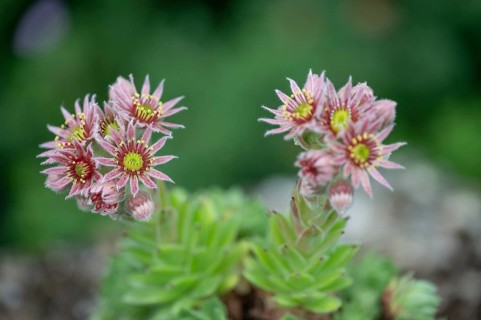 Flowering common houseleek (Sempervivum tectorum), Bavaria, Germany, Europe