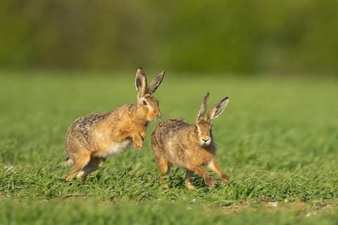 Brown hare (Lepus europaeus) two adult animals running in a farmland cereal field in springtime
