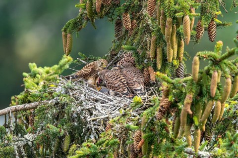 Common kestrel (Falco tinnunculus), female adult bird feeding young birds not yet ready to fly in