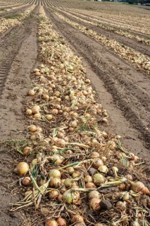 Harvested yellow onions in rows for drying in the field on Ingelstorp, Ystad Municipality, Skåne