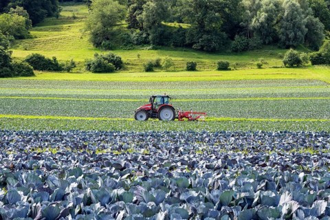 A tractor tilling a vegetable field, red cabbage field, Hegau, Baden-Württemberg, Germany, Europe