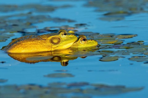 Bull frogs. Lithobates catesbeianus. Bull frogs mating. La Mauricie national park. Province of