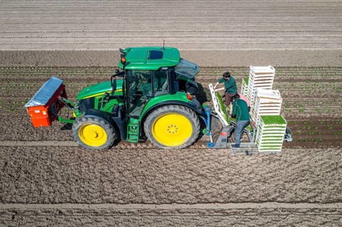 Agriculture, herb gardening, parsley is planted in rows in a field with a planting machine
