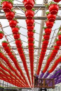 Horticultural business, flower pots, so-called petunia ampel, grow in a greenhouse, under the glass