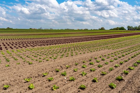 Agriculture, lettuce growing in a field, Lollo Bionda and Lollo Rossa, in long rows of plants, at