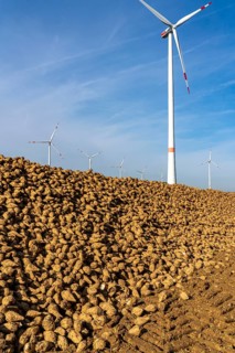 Agriculture, sugar beets are stacked at the edge of the field after harvesting, beet pile,
