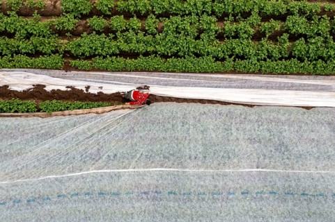 Potato field, fleece cover is removed, the fleece is intended to protect against weather