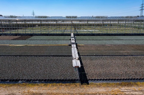 Horticultural business, irrigation with a sprinkler system, mobile on wheels in the open air,