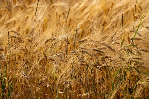 Grain field, ready for harvest, barley, ears