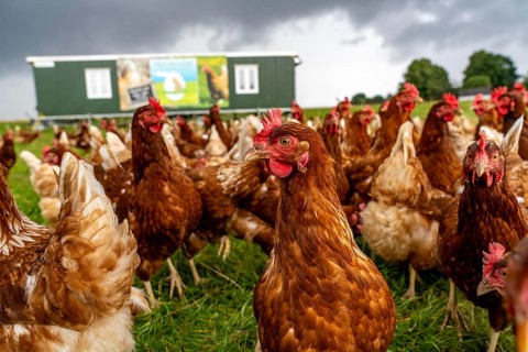 Chickens in a meadow, mobile housing, free-range chickens, free-range eggs, north of