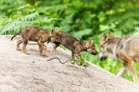 Two wolf pups on a sandy hill while the mother watches in the background, European grey gray wolf