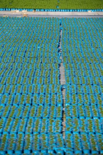 Gardening, plant cultivation, ornamental plants grow in flower pots, outdoors