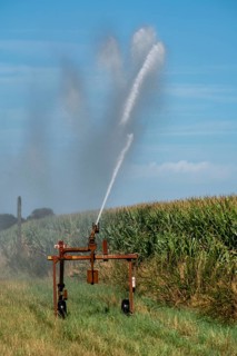 A field is artificially irrigated, water is sprayed onto the field via a sprinkler system, maize
