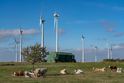 Wind farm near Lichtenau, wind turbines, cattle pasture, cattle, North Rhine-Westphalia, Germany,