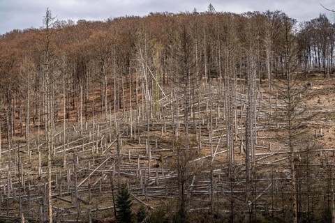 Dead spruce trees, broken by wind, lying in disarray, forest dieback in the Arnsberg Forest nature